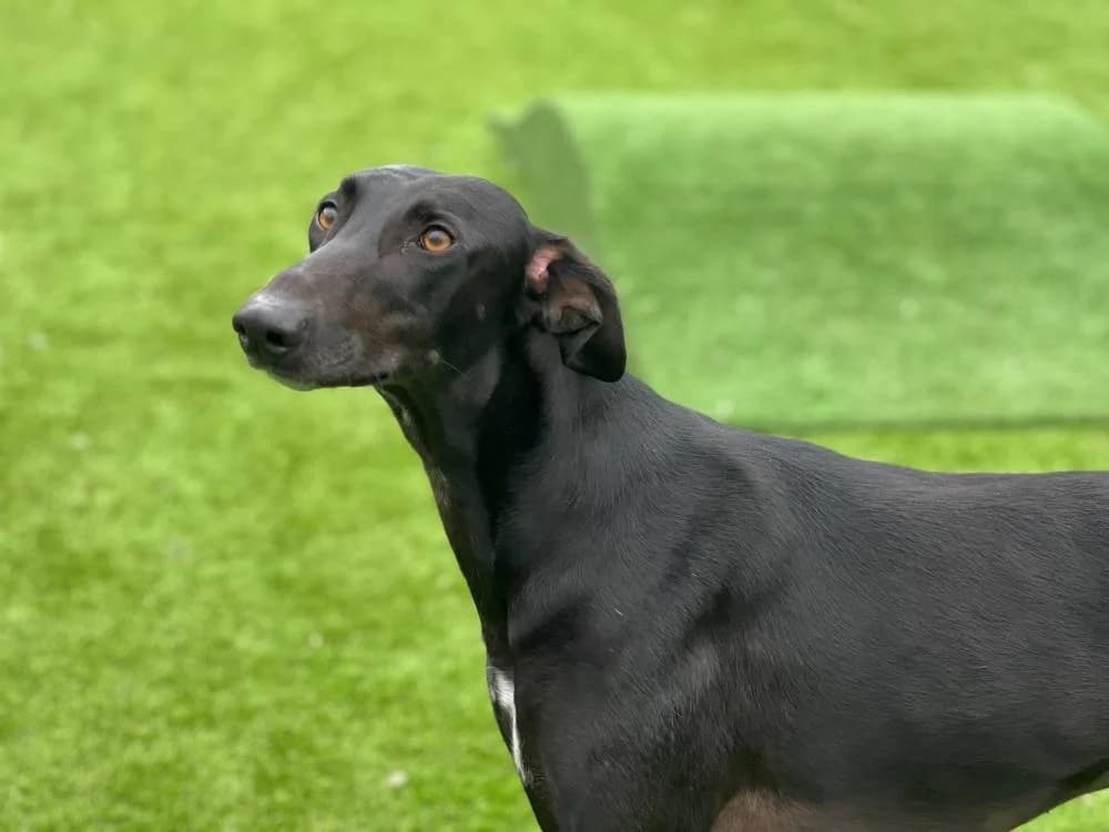 Zoomer, female Mixed Breed for adoption at Oxfordshire Animal Sanctuary