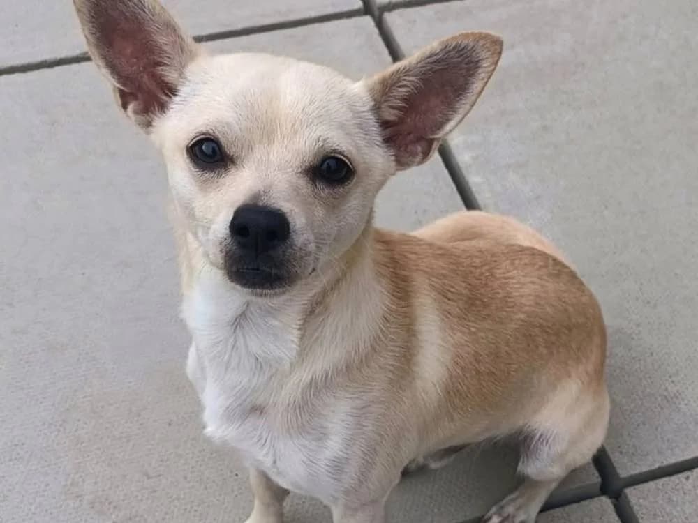 Dodger, male Mixed Breed for adoption at Oxfordshire Animal Sanctuary