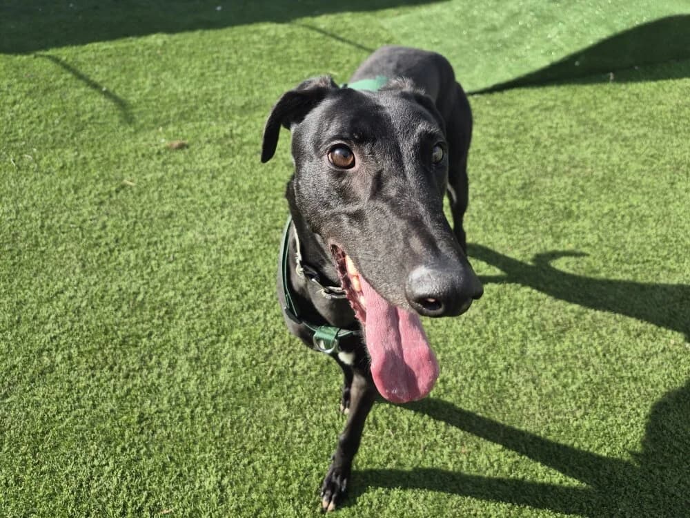 Billy, male Mixed Breed for adoption at Oxfordshire Animal Sanctuary