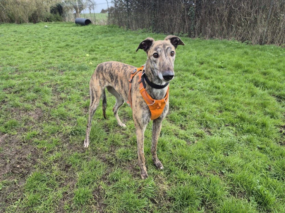 Woody, male Mixed Breed for adoption at Oxfordshire Animal Sanctuary