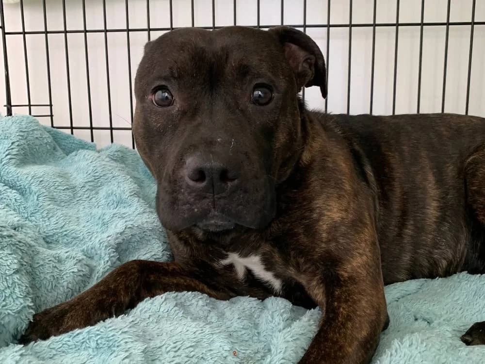 Gracie, female Mixed Breed for adoption at Oxfordshire Animal Sanctuary