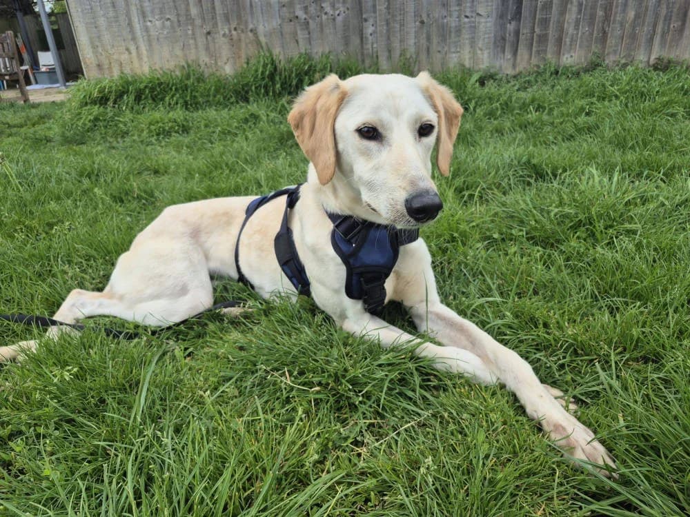 Lemon, male Mixed Breed for adoption at Oxfordshire Animal Sanctuary