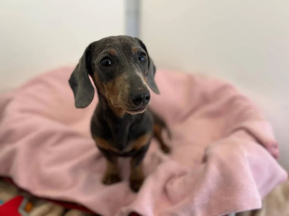 Lord Woofington, male puppy Mixed Breed for adoption at Oxfordshire Animal Sanctuary