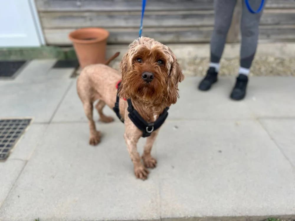 Tawny, female Mixed Breed for adoption at Oxfordshire Animal Sanctuary