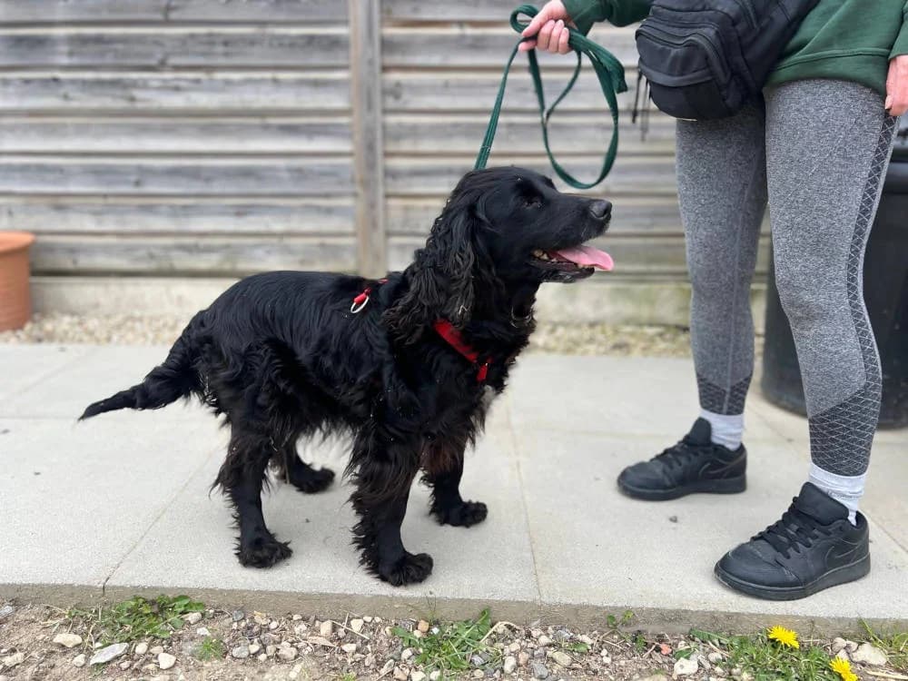 Babs, female Mixed Breed for adoption at Oxfordshire Animal Sanctuary