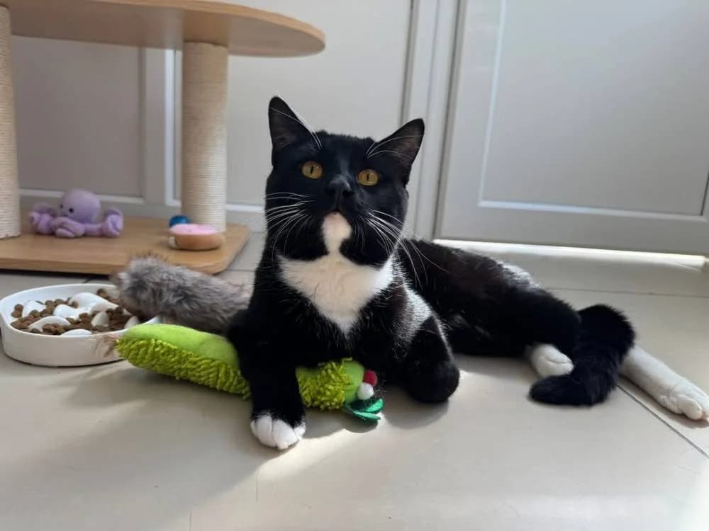 Bertie, male Mixed Breed for adoption at Oxfordshire Animal Sanctuary