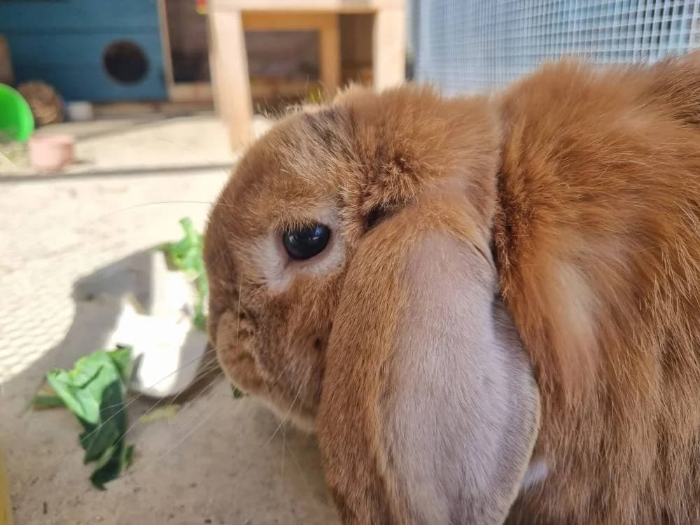 Robin, male Mixed Breed for adoption at Oxfordshire Animal Sanctuary