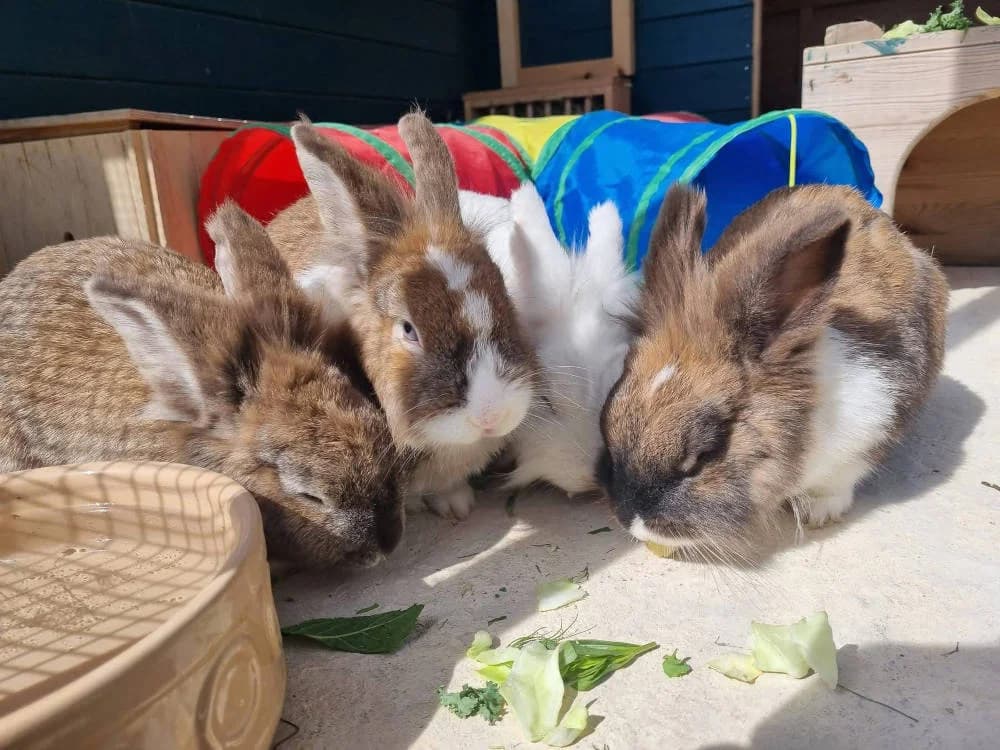 Bella, Fleur, Patch, Sheila & Snowy, male Mixed Breed for adoption at Oxfordshire Animal Sanctuary