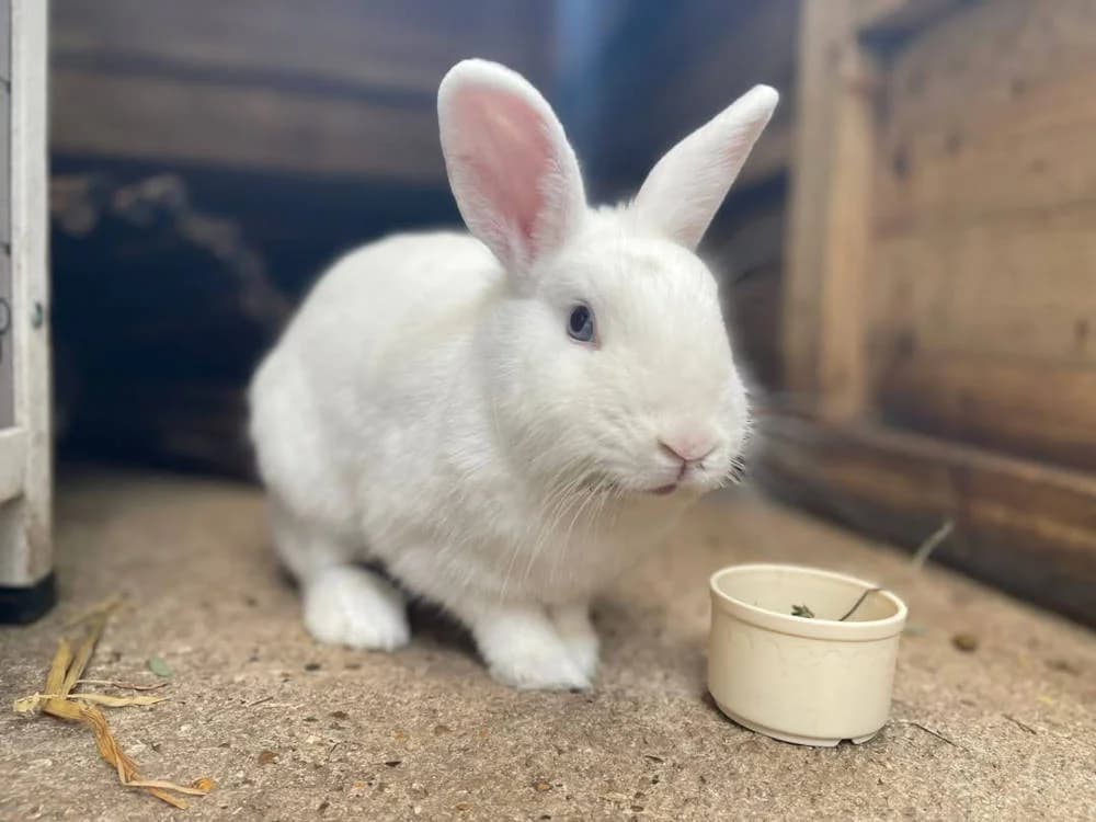 Alice, female Mixed Breed for adoption at Oxfordshire Animal Sanctuary
