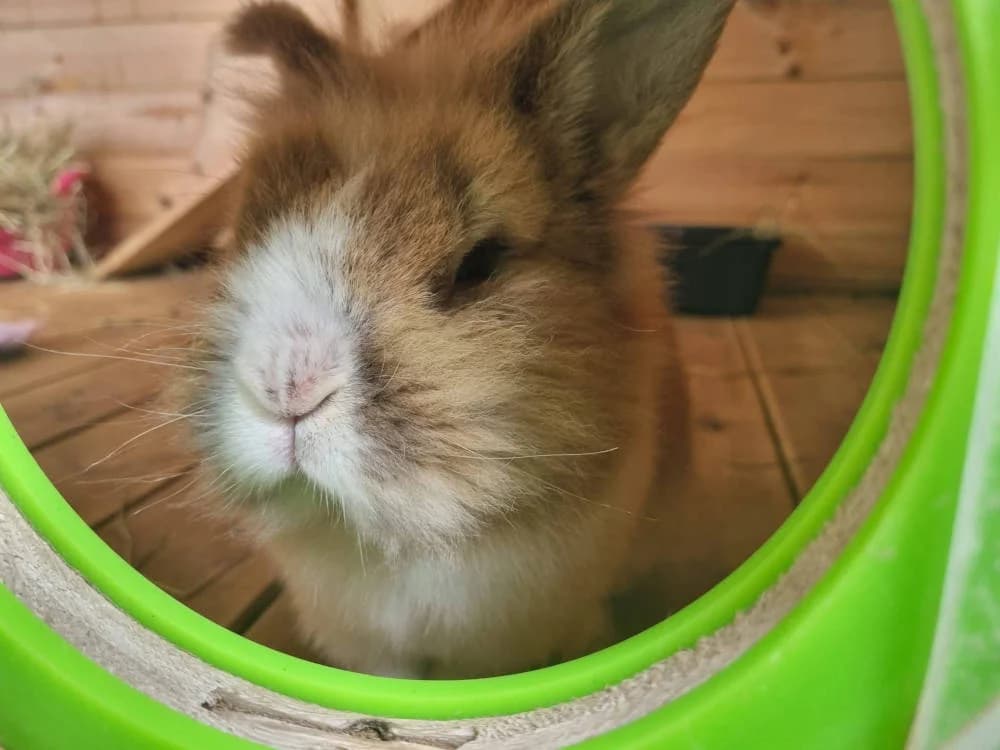 Beau, male Mixed Breed for adoption at Oxfordshire Animal Sanctuary