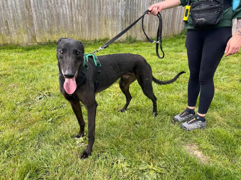 Jay, male Mixed Breed for adoption at Oxfordshire Animal Sanctuary