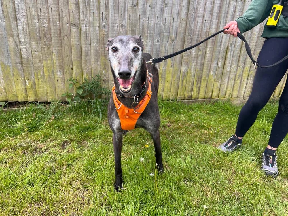 Al, male Mixed Breed for adoption at Oxfordshire Animal Sanctuary