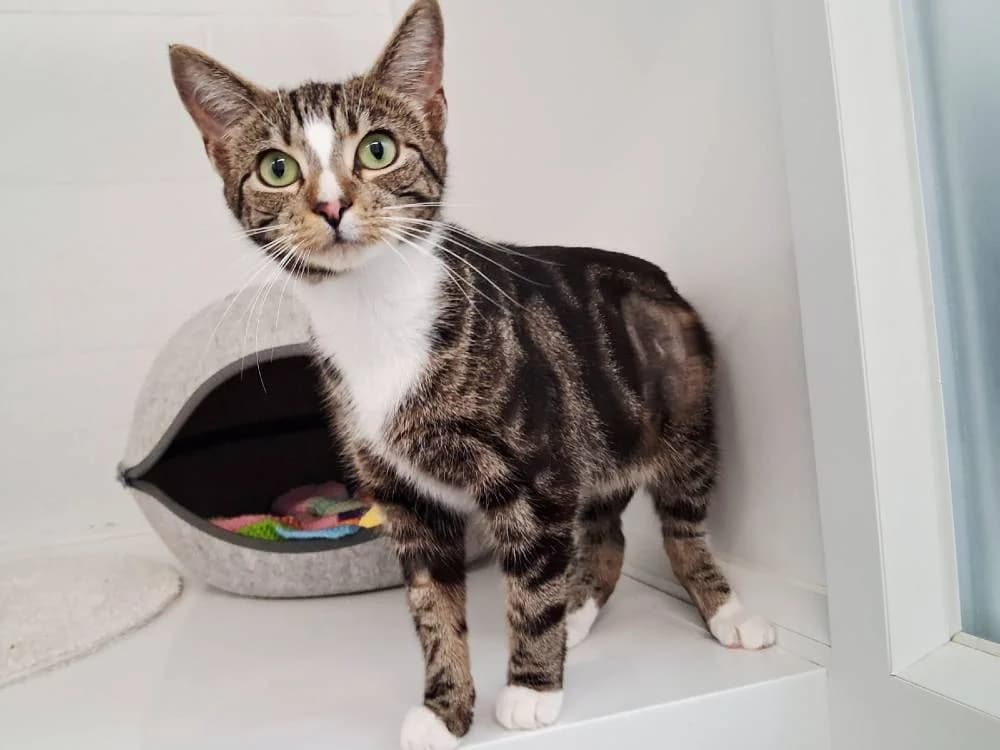 Cleopatra, female puppy Mixed Breed for adoption at Oxfordshire Animal Sanctuary