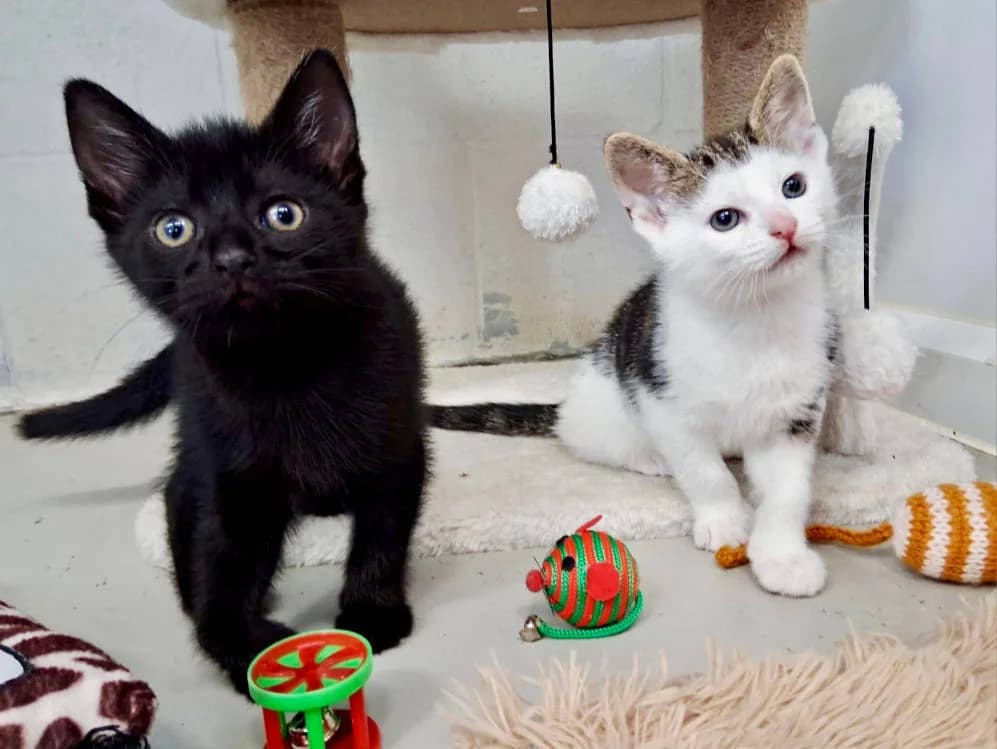 Pharaoh and Sphinx, male puppy Mixed Breed for adoption at Oxfordshire Animal Sanctuary