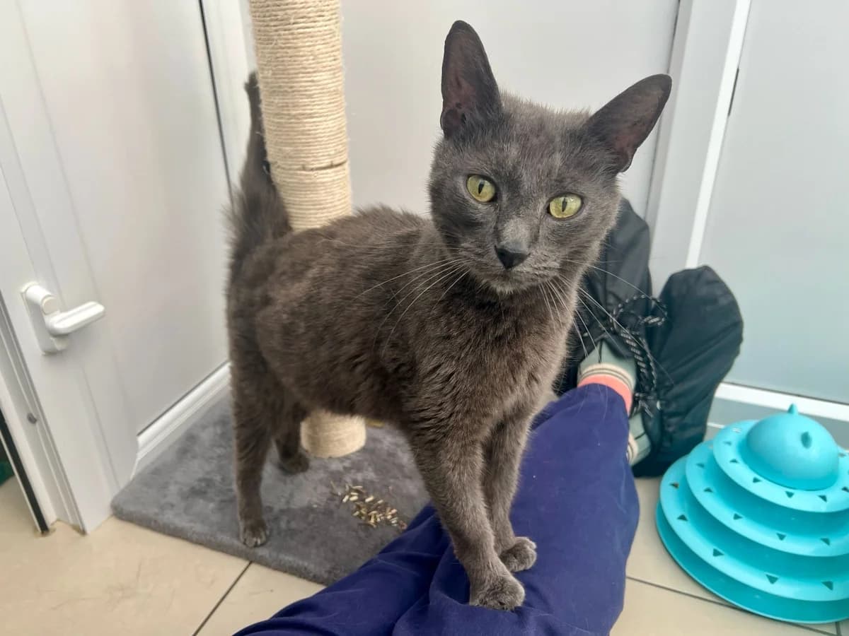 Grey, male Mixed Breed for adoption at Oxfordshire Animal Sanctuary
