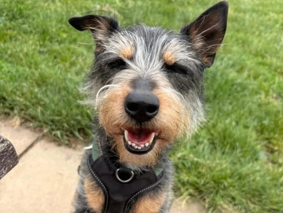 Max, male Mixed Breed for adoption at Oxfordshire Animal Sanctuary