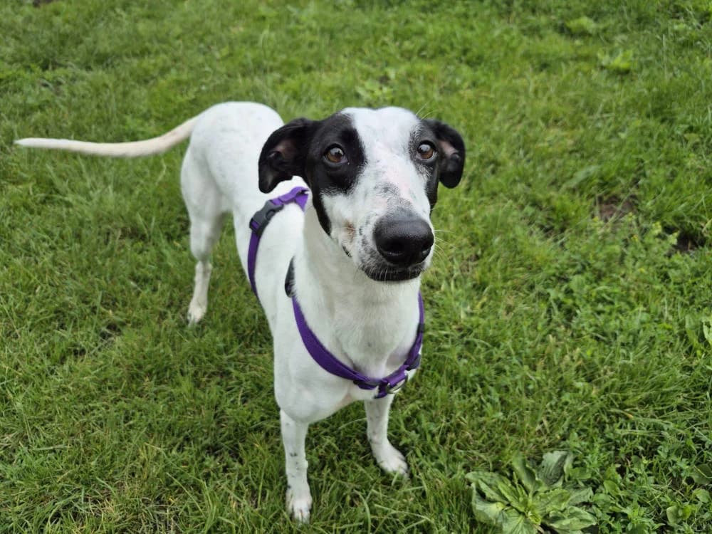 Janet, female Mixed Breed for adoption at Oxfordshire Animal Sanctuary