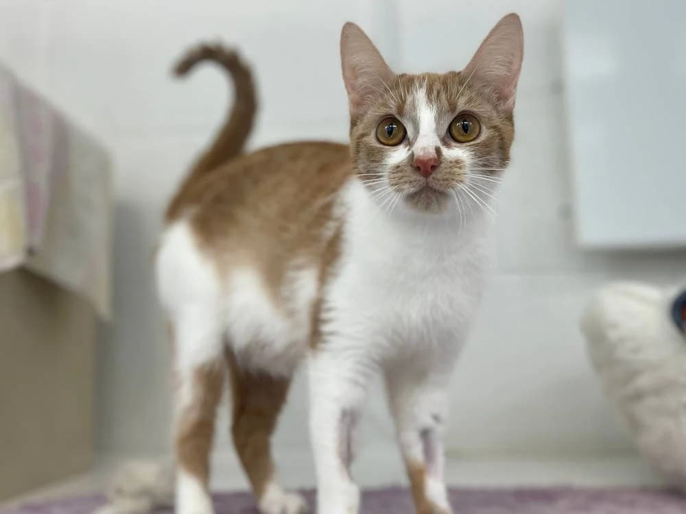 McPickles, female Mixed Breed for adoption at Oxfordshire Animal Sanctuary