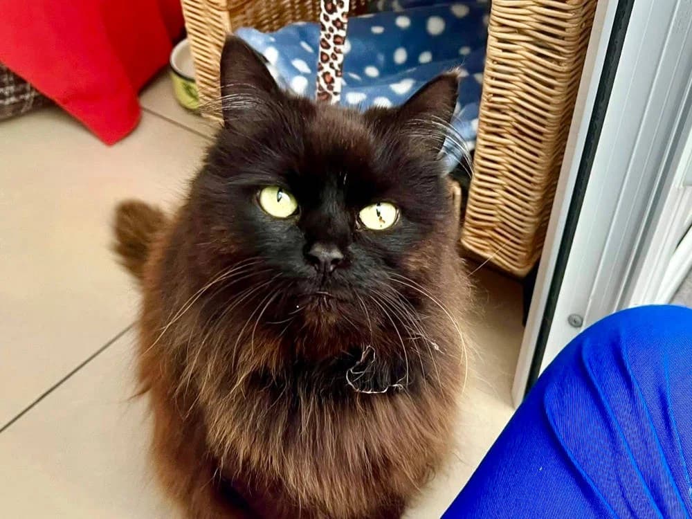 Jessica, female Mixed Breed for adoption at Oxfordshire Animal Sanctuary