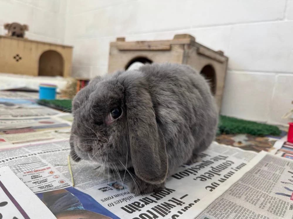 Wolfgang, female Mixed Breed for adoption at Oxfordshire Animal Sanctuary