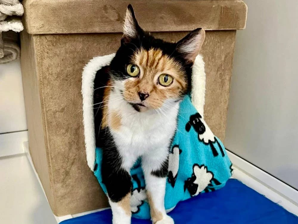 Gizmo, female Mixed Breed for adoption at Oxfordshire Animal Sanctuary
