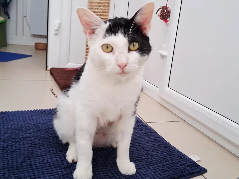 Chonk, male Mixed Breed for adoption at Oxfordshire Animal Sanctuary