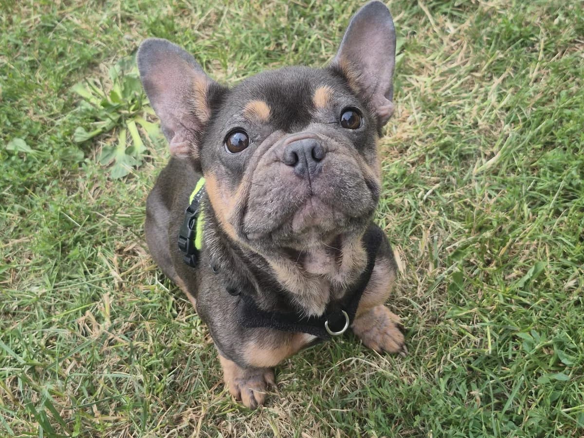 Ivy, female Mixed Breed for adoption at Oxfordshire Animal Sanctuary