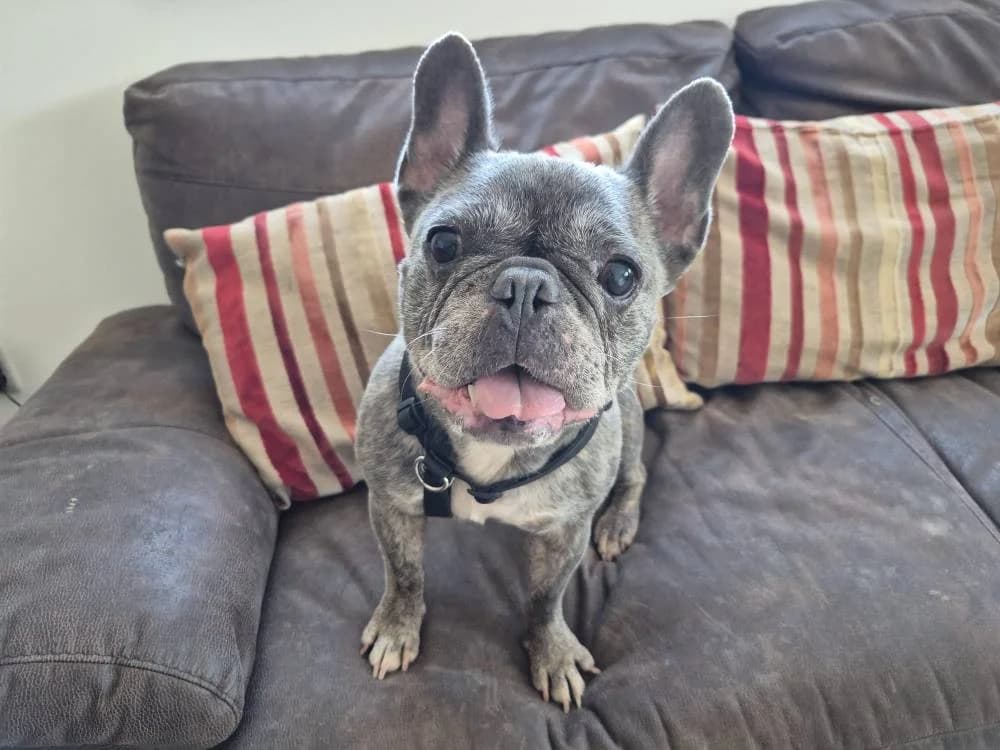 Blu, female Mixed Breed for adoption at Oxfordshire Animal Sanctuary