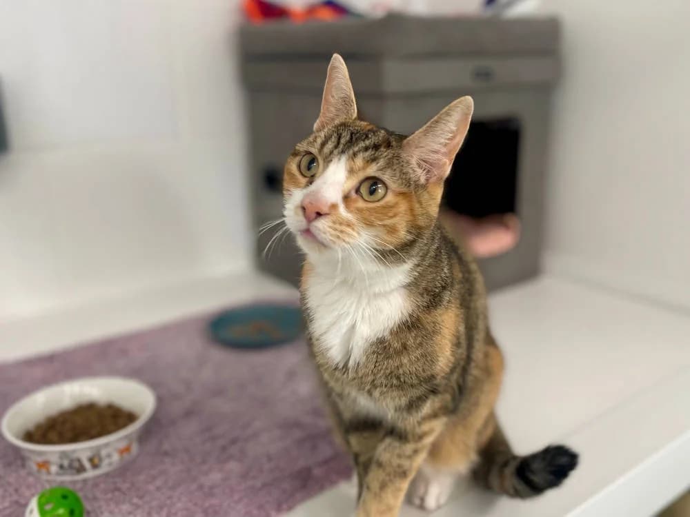 Tabitha, female Mixed Breed for adoption at Oxfordshire Animal Sanctuary