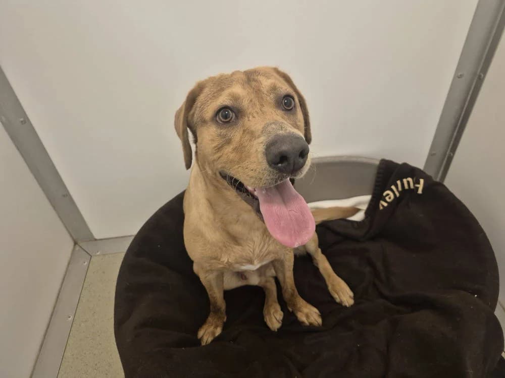 Bentley, male Mixed Breed for adoption at Oxfordshire Animal Sanctuary