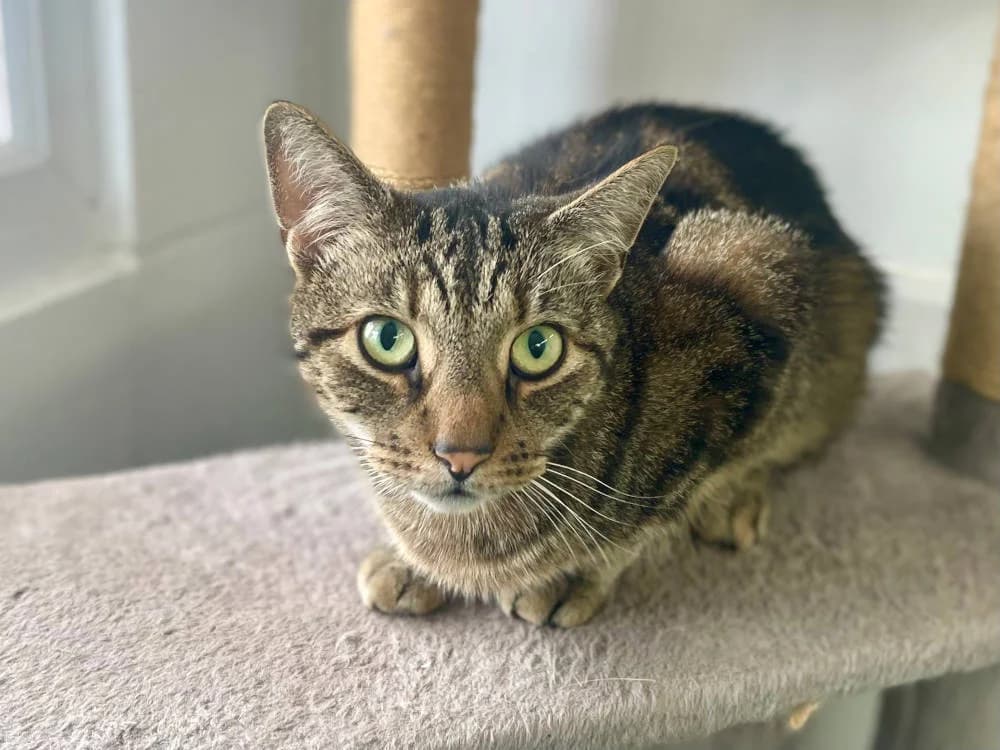 Hobnob, male Mixed Breed for adoption at Oxfordshire Animal Sanctuary