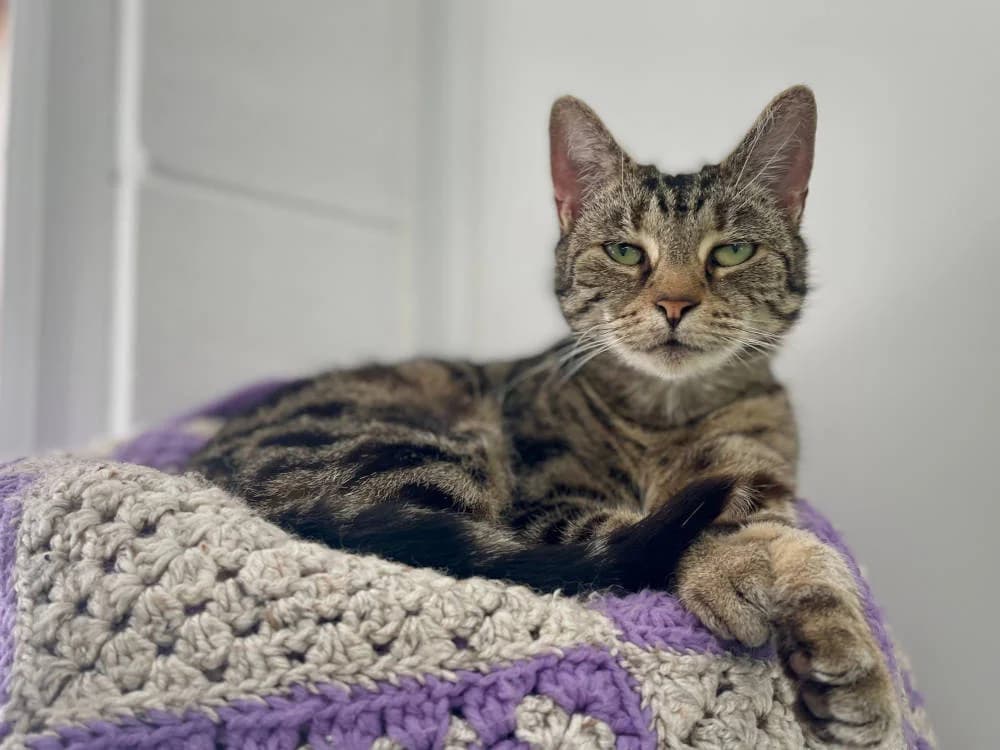 Jammie, female Mixed Breed for adoption at Oxfordshire Animal Sanctuary