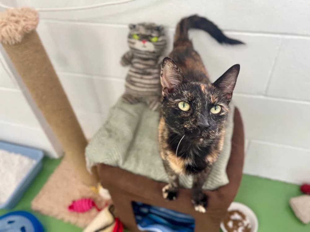 Biscoff, female Mixed Breed for adoption at Oxfordshire Animal Sanctuary
