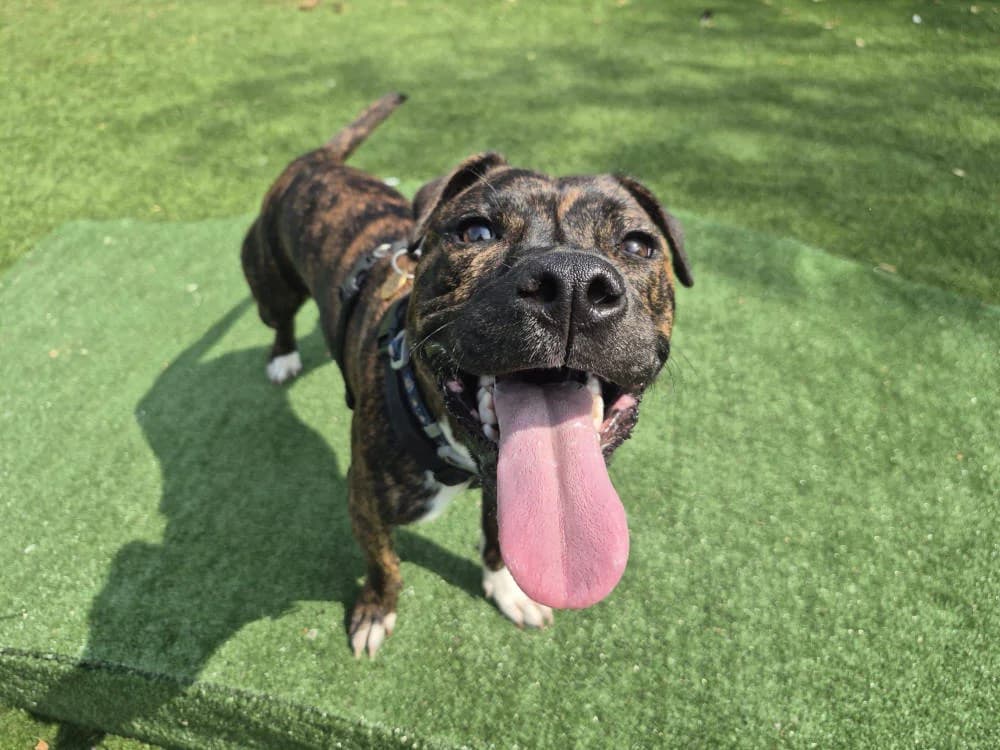 Wednesday, female puppy Mixed Breed for adoption at Oxfordshire Animal Sanctuary