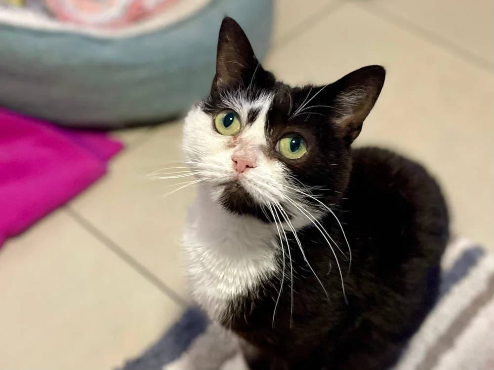 Oreo, female Mixed Breed for adoption at Oxfordshire Animal Sanctuary
