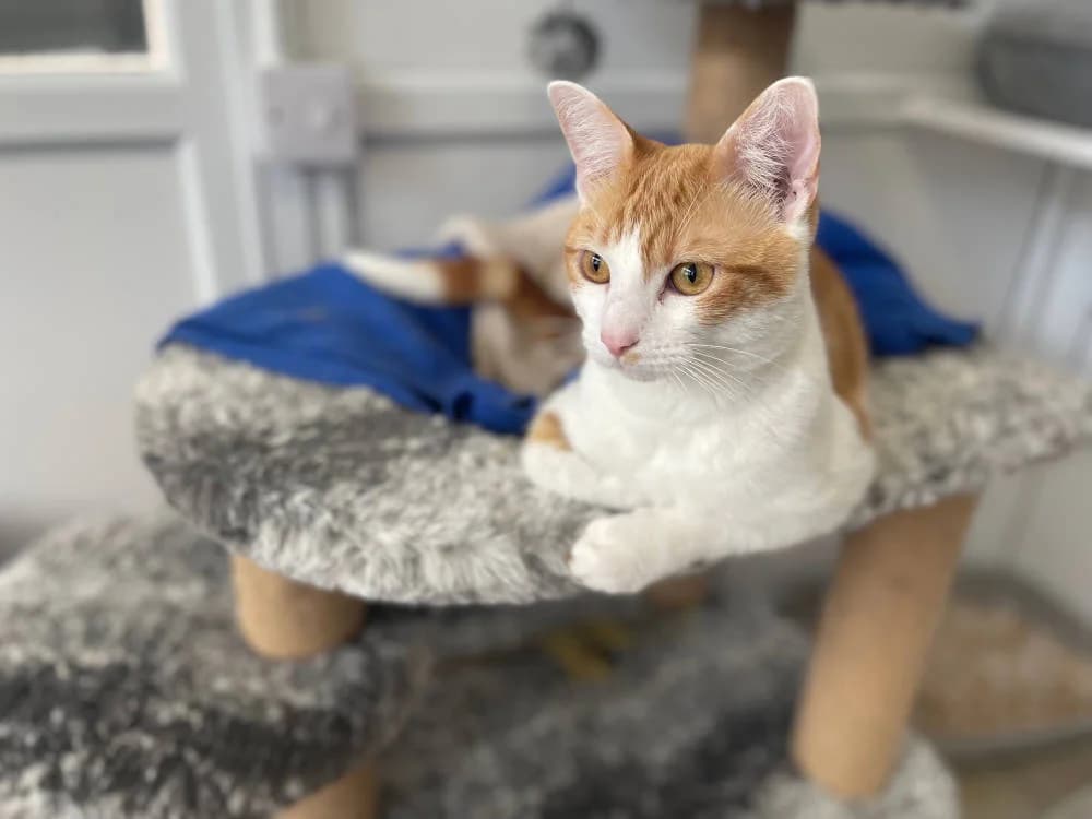 Mimi &, female Mixed Breed for adoption at Oxfordshire Animal Sanctuary