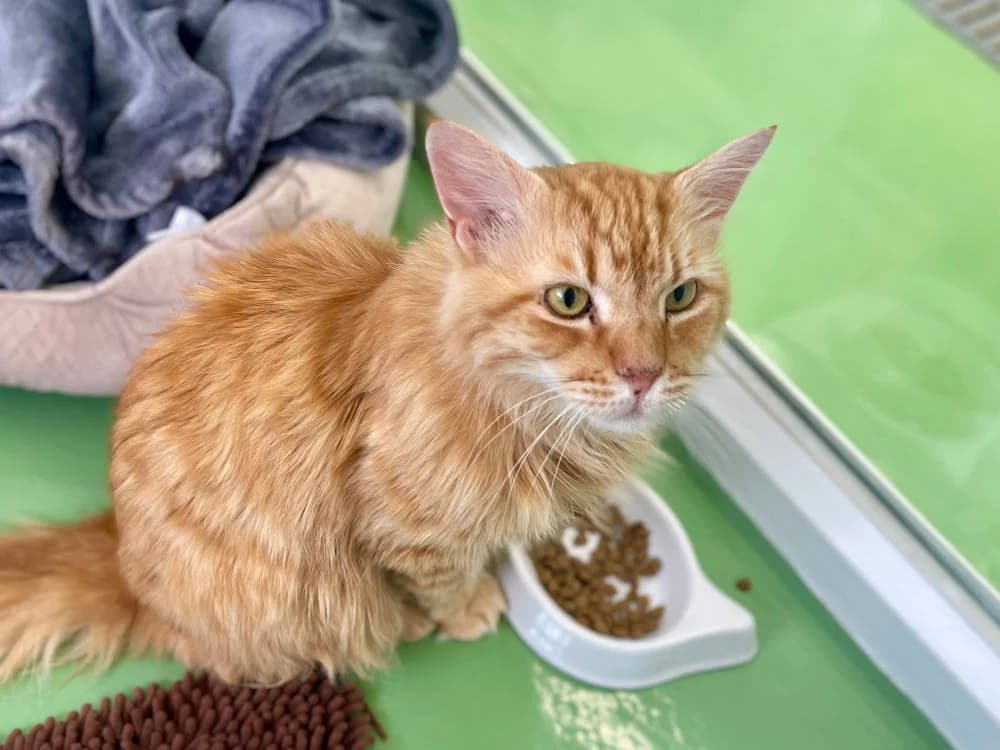 Bourbon, male Mixed Breed for adoption at Oxfordshire Animal Sanctuary