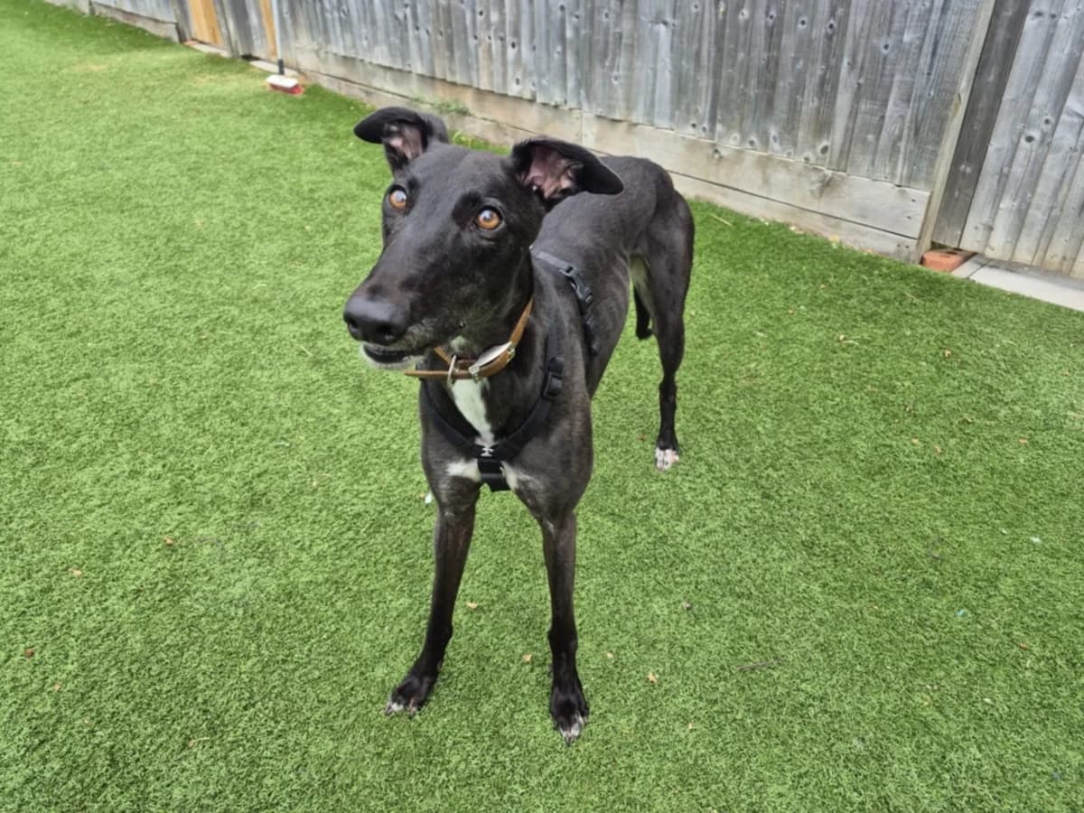 Hatter, male Mixed Breed for adoption at Oxfordshire Animal Sanctuary