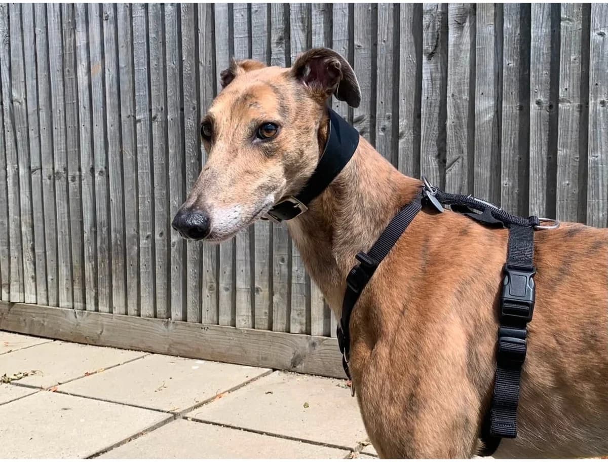 Dan, male Mixed Breed for adoption at Oxfordshire Animal Sanctuary