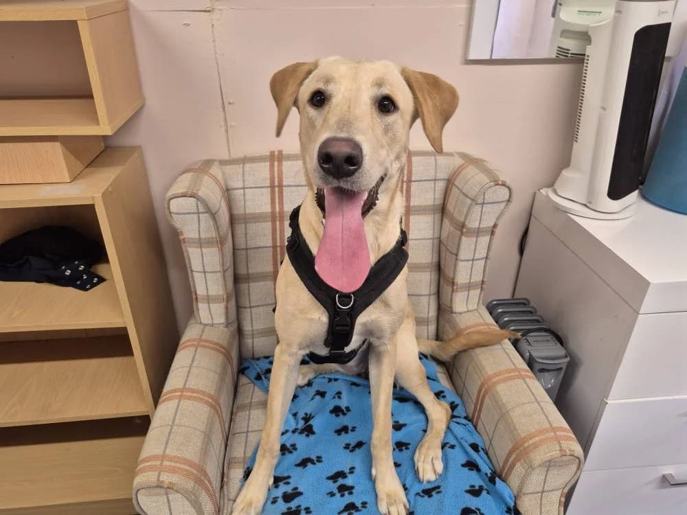 Mabel, female puppy Mixed Breed for adoption at Oxfordshire Animal Sanctuary