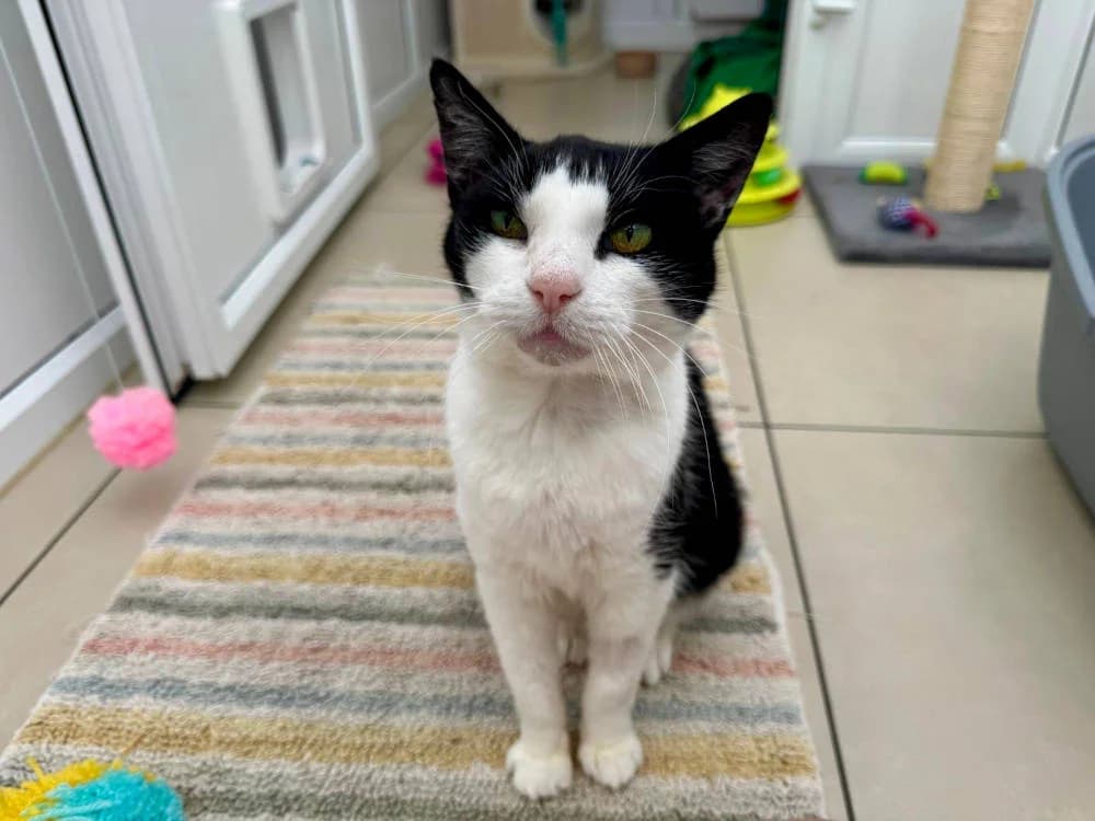 Moonie, female Mixed Breed for adoption at Oxfordshire Animal Sanctuary