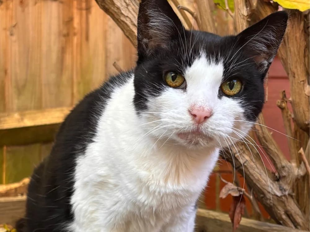Moonie, female Mixed Breed for adoption at Oxfordshire Animal Sanctuary
