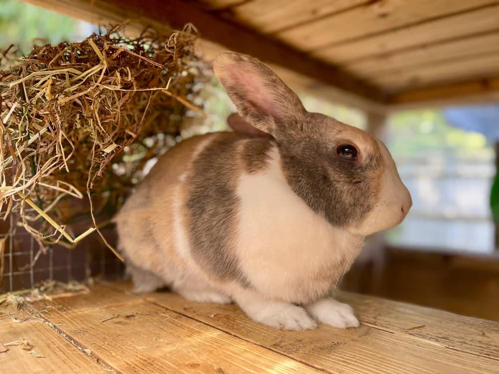 Ralphie, male Mixed Breed for adoption at Oxfordshire Animal Sanctuary
