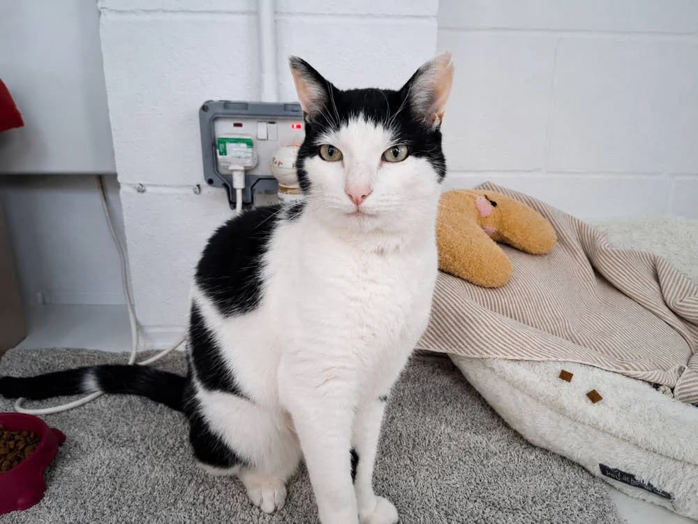 Squeak, male Mixed Breed for adoption at Oxfordshire Animal Sanctuary