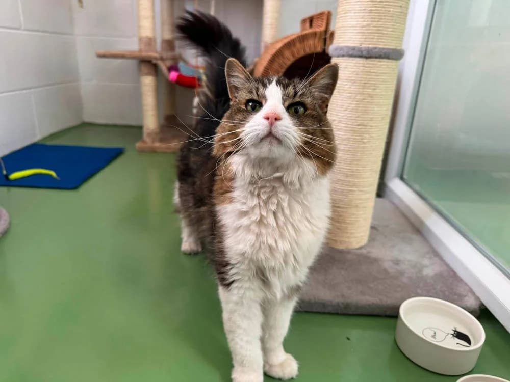 Fifi, female Mixed Breed for adoption at Oxfordshire Animal Sanctuary