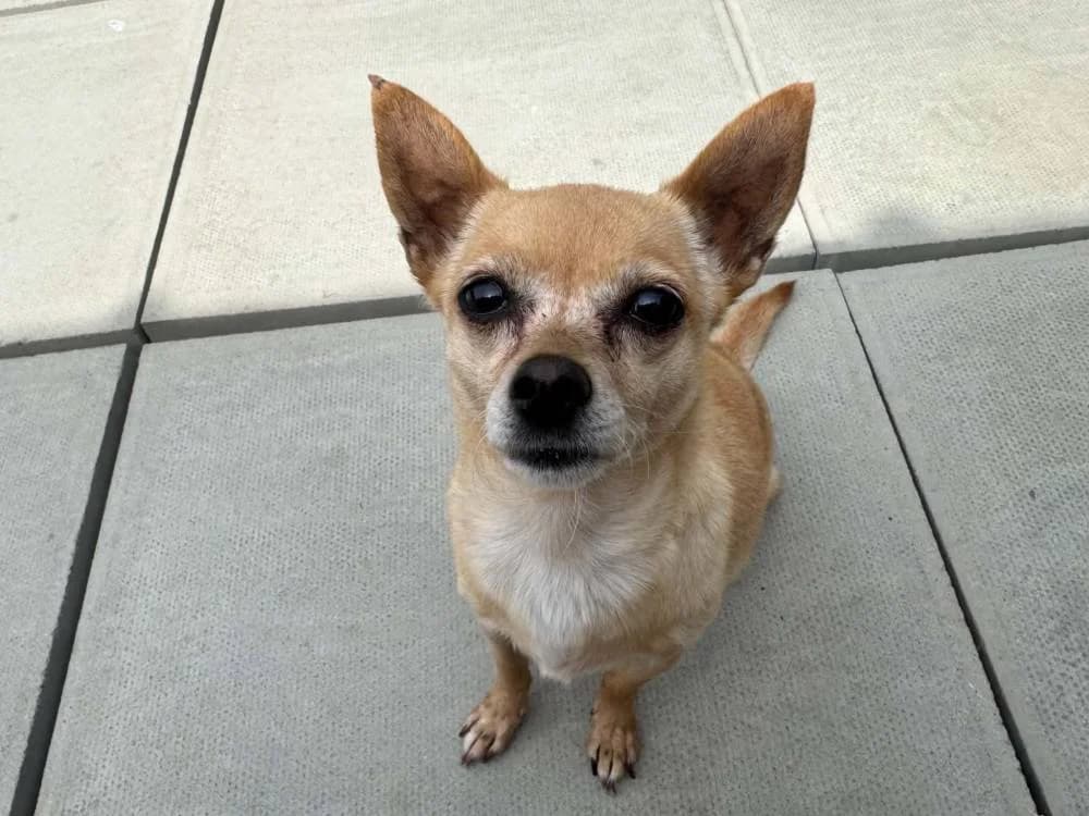 Cindy, female Mixed Breed for adoption at Oxfordshire Animal Sanctuary