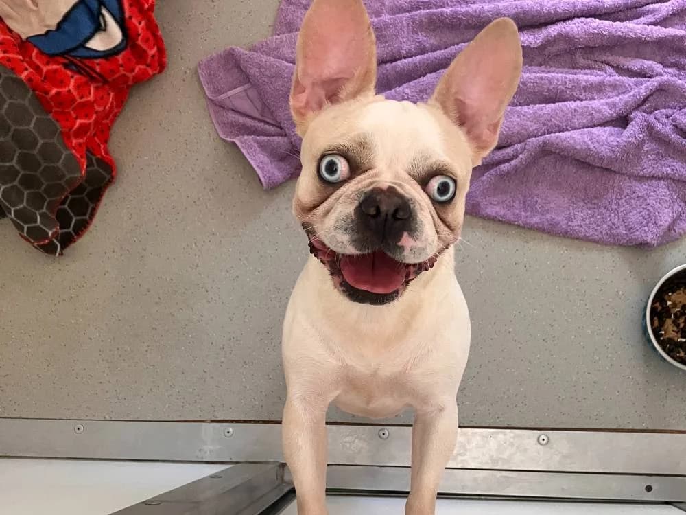 Bugsey, female Mixed Breed for adoption at Oxfordshire Animal Sanctuary