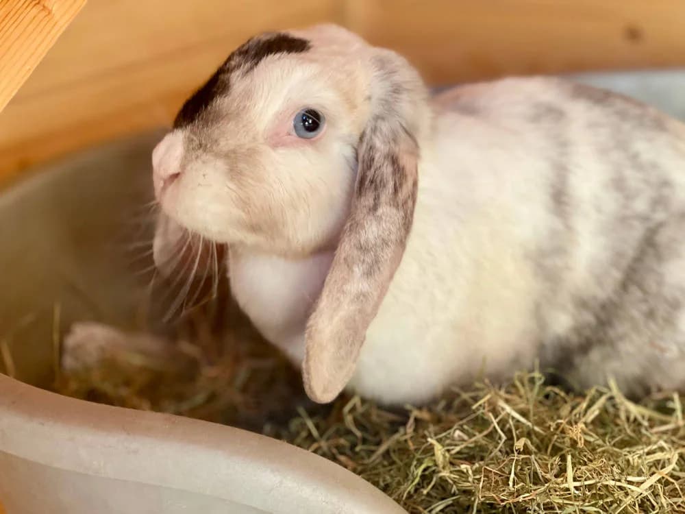 Ember, female Mixed Breed for adoption at Oxfordshire Animal Sanctuary