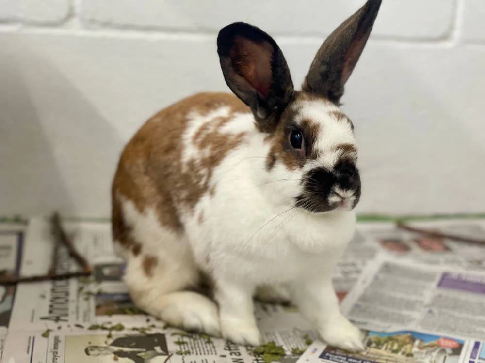 Bramble, female Mixed Breed for adoption at Oxfordshire Animal Sanctuary