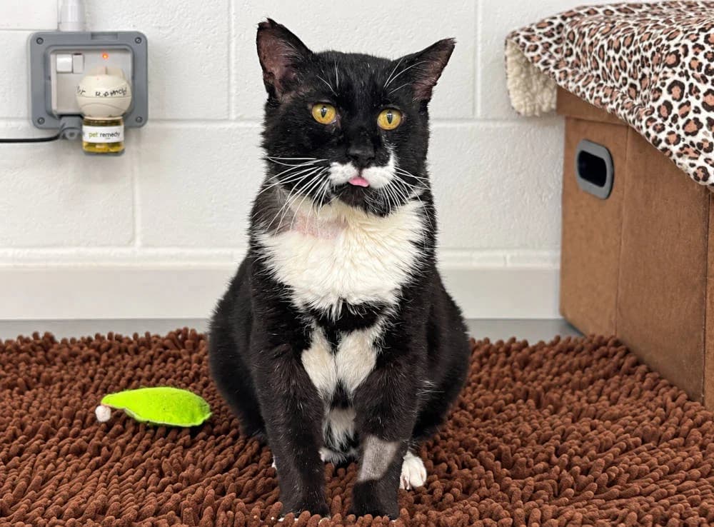 Bagheera, male Mixed Breed for adoption at Oxfordshire Animal Sanctuary